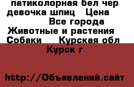 патиколорная бел/чер девочка шпиц › Цена ­ 15 000 - Все города Животные и растения » Собаки   . Курская обл.,Курск г.